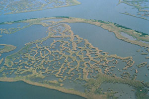 Photo showing subsiding wetlands marsh in Louisiana.